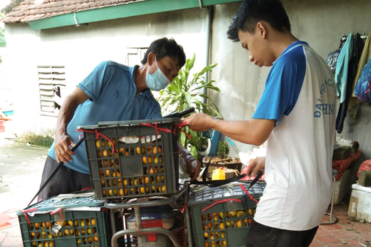 Thủ phủ hồng Nam Anh mất mùa