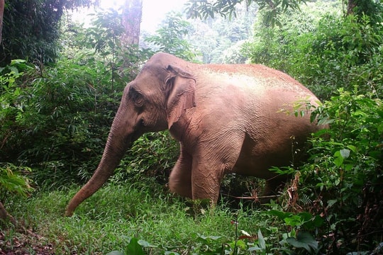 Bài toán chưa lời giải về sáp nhập những đàn voi đơn lẻ ở Nghệ An 