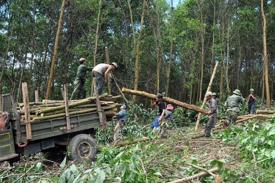 Nghệ An tận dụng cơ hội, đẩy nhanh phát triển kinh tế rừng