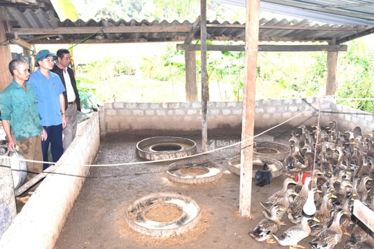 Quỳ Châu phát triển các cây, con bản địa 