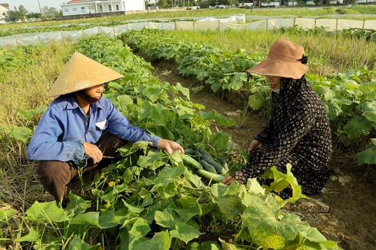 Một làng ở Nghệ An thu tiền tỷ từ dưa chuột nhờ cách trồng sáng tạo