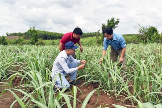 Câu chuyện về chàng kỹ sư mang sứ mệnh 'gỡ rối' cho nông dân