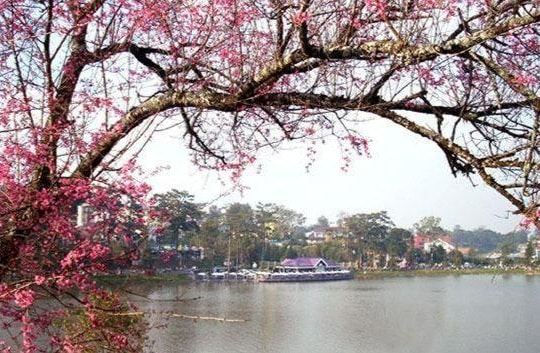 Nhạc sĩ người Nghệ với ca khúc bất hủ về xứ sở ngàn hoa 