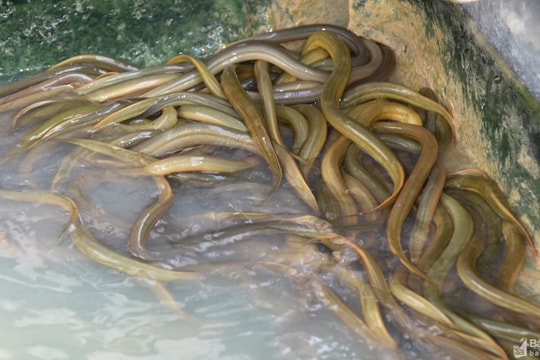 9X làm giàu từ nhân giống lươn đặc sản xứ Nghệ