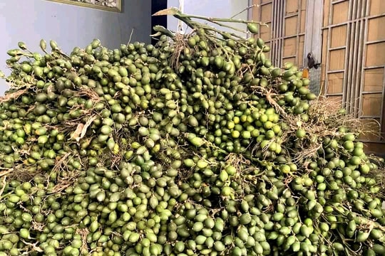 Nghệ An: Cau rớt giá thê thảm, người trồng thất thu