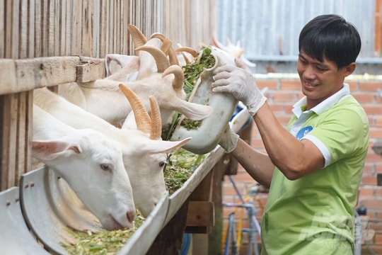 Nuôi giống dê Saanen, thu tiền tỷ mỗi năm từ bán sữa