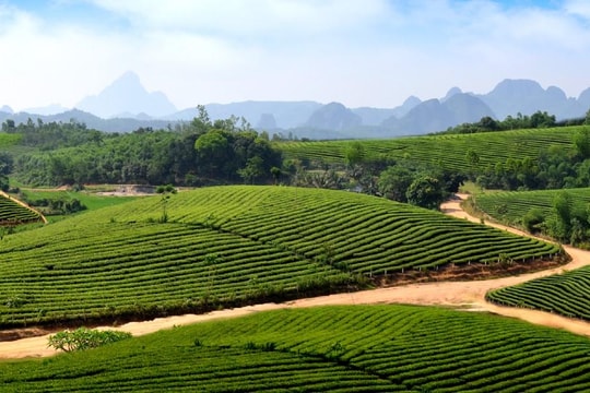 Anh Sơn tạo 'đòn bẩy' phát triển ngành công nghiệp chế biến và tiêu thụ