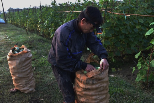 Nông dân xứ Lường soi đèn pin 'hái' tiền triệu mỗi ngày