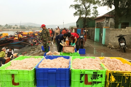 Ngư dân Nghệ An trúng đậm ruốc tép