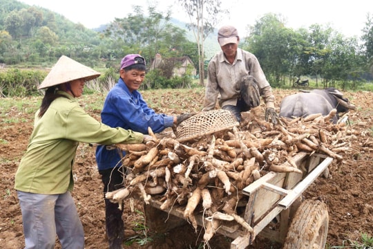 Nông dân Thanh Chương vào mùa thu hoạch sắn