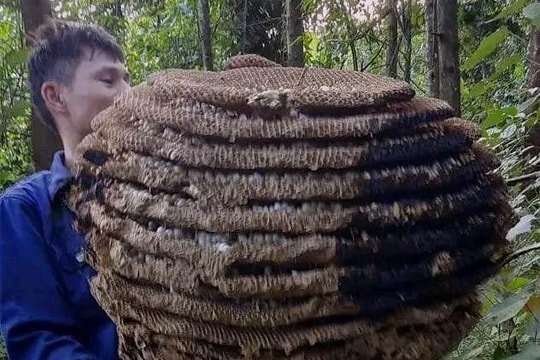 Người dân miền núi Thanh Chương săn được tổ ong lớn chưa từng thấy