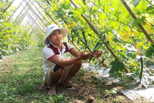 Nông dân Nghệ An thuê đất làm vụ đông, liên kết tiêu thụ sản phẩm