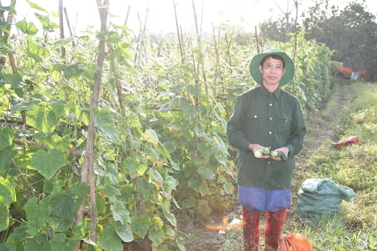 Cách làm ‘ngon, bổ, rẻ’ của nông dân Đô Lương