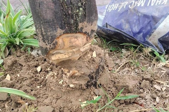 Đã xác định được đối tượng chặt phá cây xanh ở TP. Vinh