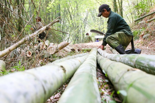 Người dân rẻo cao Tương Dương vào mùa khai thác mét