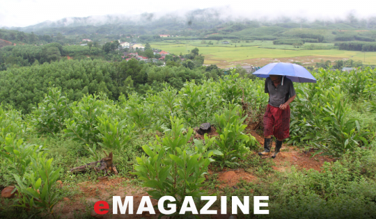 Sống khổ trên vùng khoáng sản – Kỳ cuối: Chật vật trên kho báu đá đỏ