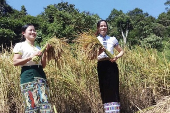 'Nỗi niềm tẻ thơm' ở Na Loi