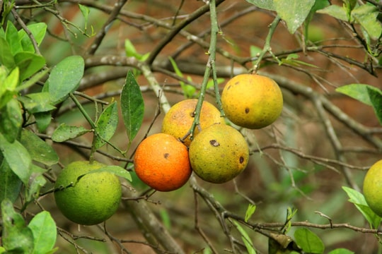 Cam Quỳ Hợp hết thời hoàng kim