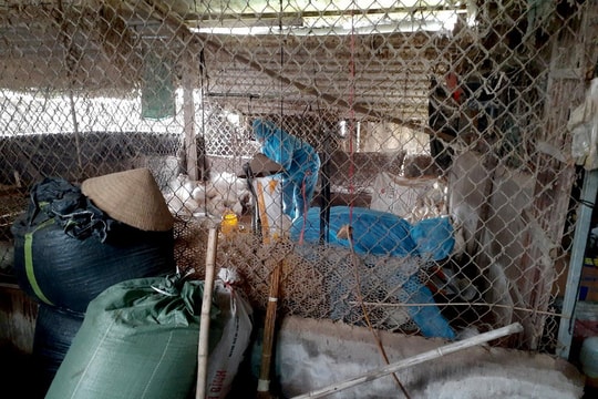 Xuất hiện ổ dịch cúm H5N1 có khả năng lây sang người ở TP. Vinh