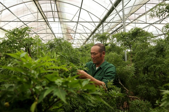 Nông dân Con Cuông trồng 'sâm của người nghèo' trong nhà lưới