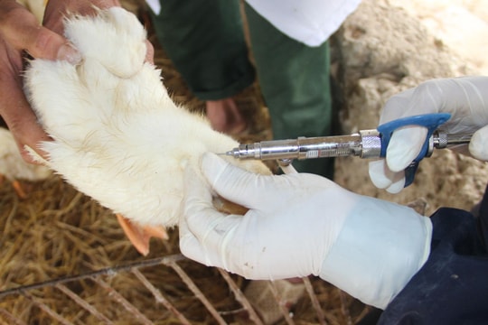 Tập trung khống chế ổ dịch cúm gia cầm H5N1 nguy hiểm tại TP. Vinh