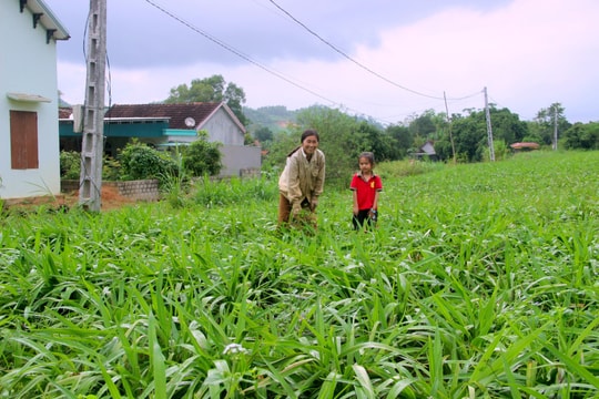 Nông dân Nghệ An thu hàng trăm triệu đồng từ cây hương bài