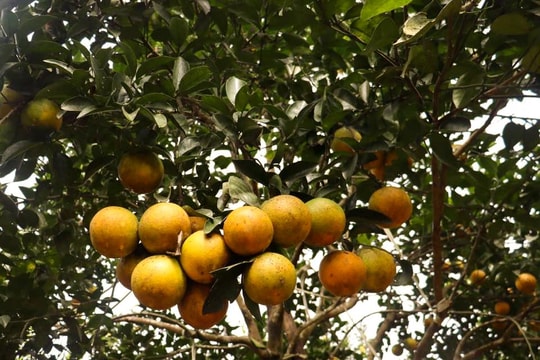 Giá bán tăng cao, nhiều trại cam Vinh 'găm' hàng Tết