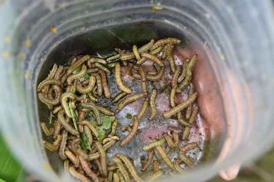 Nông dân vùng cao vạch lá bắt sâu hại ngô vụ đông