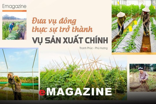 Đưa vụ đông thực sự trở thành vụ sản xuất chính