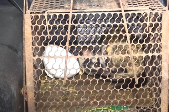 Thả cá thể cầy vòi hương quý hiếm về tự nhiên