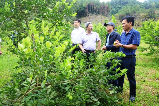 Trồng chanh không hạt cho năng suất cao 