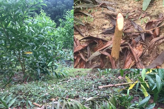 Hơn 1.200 cây keo lai ở xã Tam Hợp (Quỳ Hợp) bị kẻ xấu chặt phá