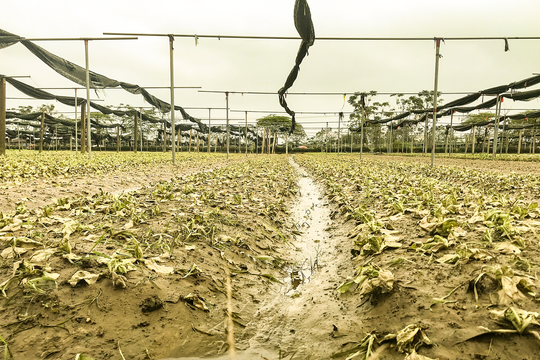 Nắng gắt sau mưa lớn khiến rau màu chết rũ, nông dân Nghệ An thiệt hại nặng nề