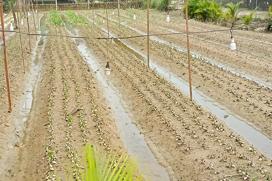 Nhiều người trồng hoa ở Nghệ An lo 'mất' Tết