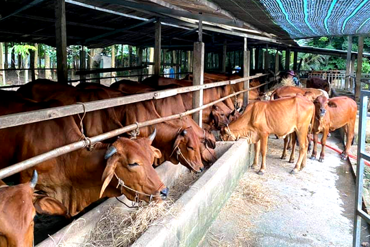 Nghệ An: Tập trung chăm sóc đàn vật nuôi phục vụ thị trường Tết