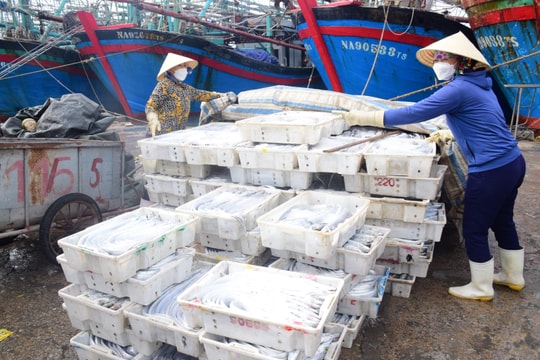 Nghệ An: Về tránh gió mùa, ngư dân mang theo nhiều hải sản giá trị 