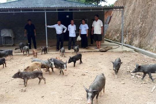 Con Cuông xuất hiện ổ dịch tả lợn châu Phi