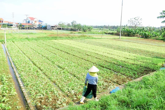 Vựa rau của Nghệ An trong tình trạng khan hiếm hàng