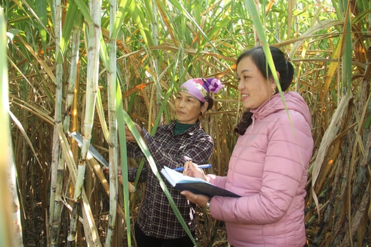 Công ty TNHH mía đường Nghệ An (NASU) thu mua mía giá 1.120.000 đồng/tấn