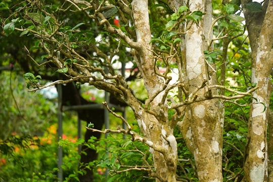 Nghệ An: Cây sơn dã ‘xuống phố’ thành cây hạng sang chơi Tết