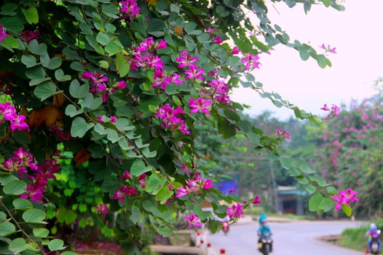 Ngỡ ngàng với cung đường ngập sắc hoa ban đỏ ở phố núi xứ Nghệ