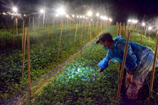 Nông dân Nghệ An chong điện thâu đêm chăm hoa Tết