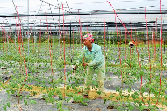 Bud Hill Farm - Trang trại Đồi Chồi: Điểm nhấn của mô hình nông nghiệp sạch