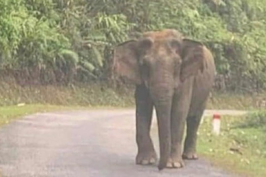 Nghệ An: Voi rừng thong dong giữa tỉnh lộ, phương tiện giao thông không dám qua lại