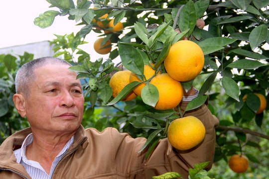 Nghệ An: Nhiều vườn cam 'tiến vua' lo mất Tết