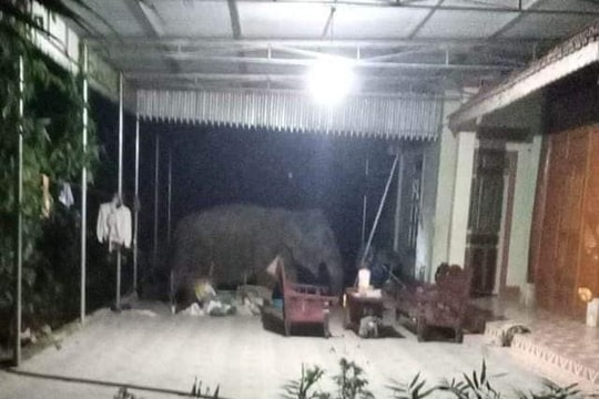 Nghệ An: Hàng trăm người dân thức trắng đêm xua đuổi voi rừng