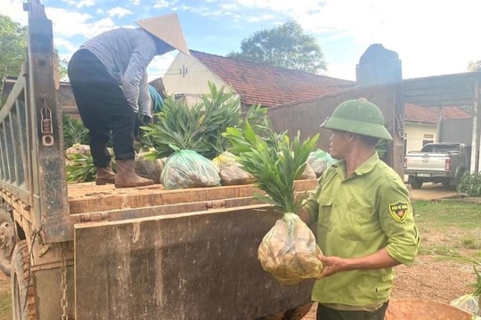 Nghệ An trồng rừng nguyên liệu vượt kế hoạch đề ra