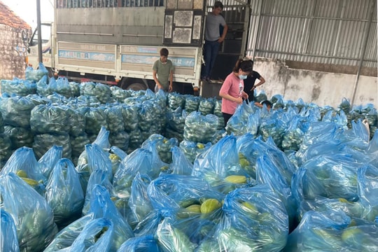 Su su tăng giá lên 10.000 đồng/kg, người dân thị xã Hoàng Mai phấn khởi thu hoạch