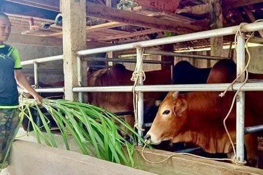 Biện pháp nâng cao hiệu quả mô hình nông nghiệp ở Tương Dương