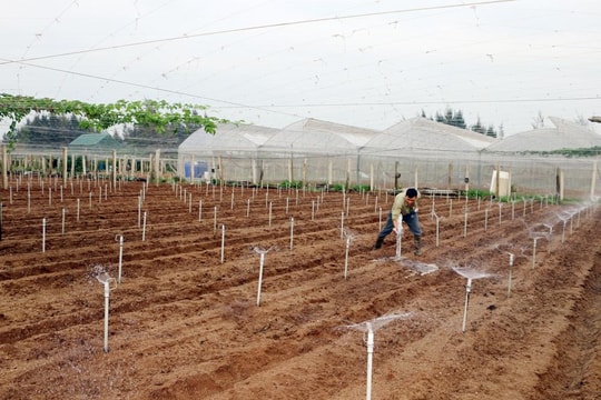 Nghệ An: Nhân rộng diện tích khoai tây trên vùng đất cát